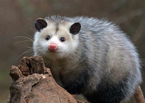 Explore the enchanting world of possums in this captivating book